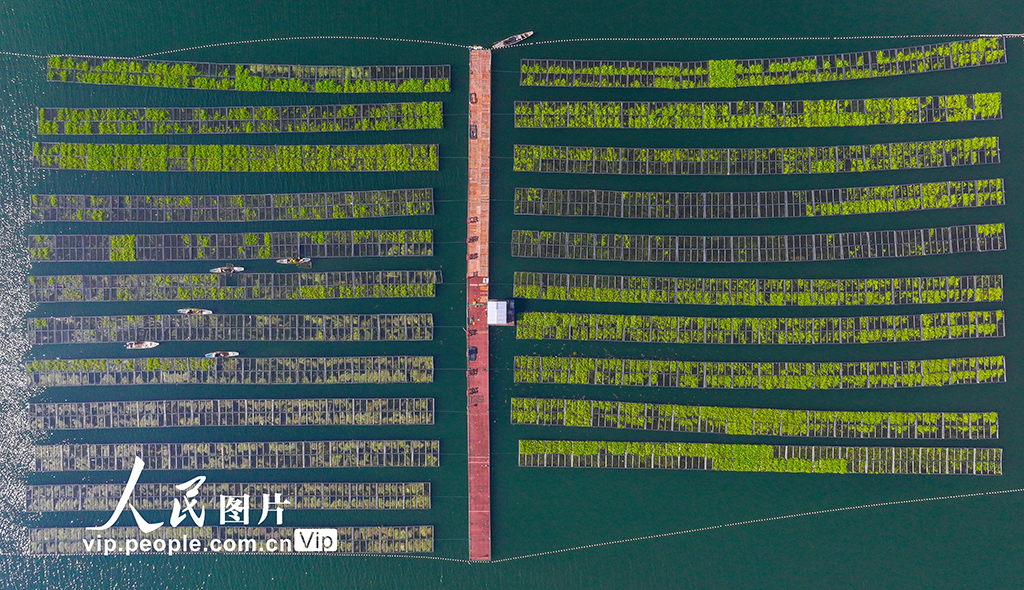 浙江淳安:湖上菜园“整地”忙【2】