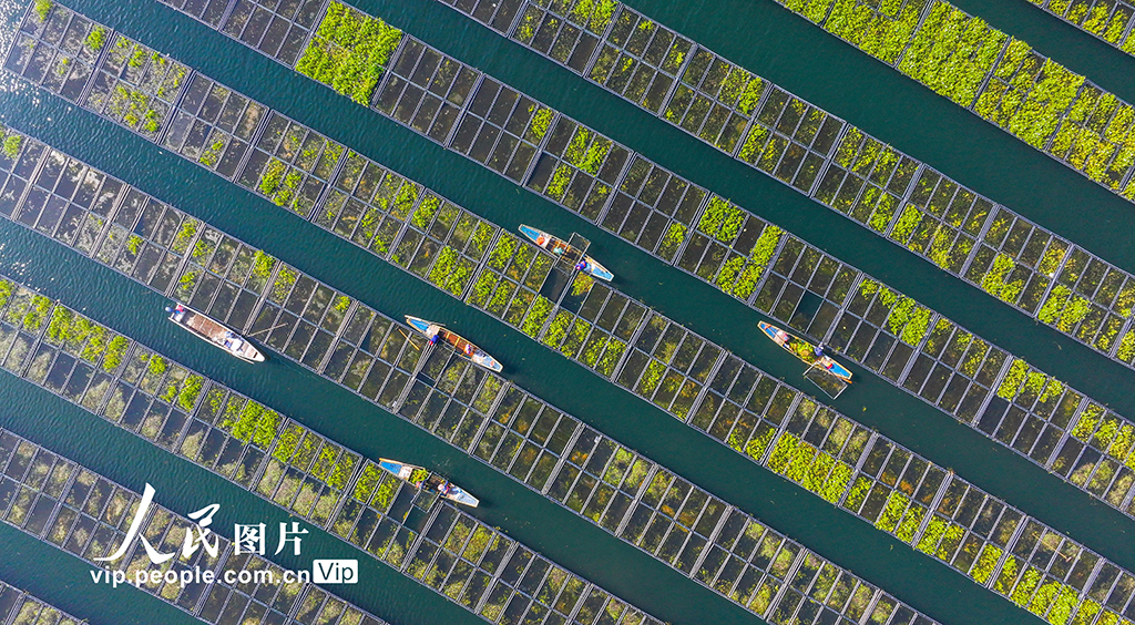 浙江淳安:湖上菜园“整地”忙【6】