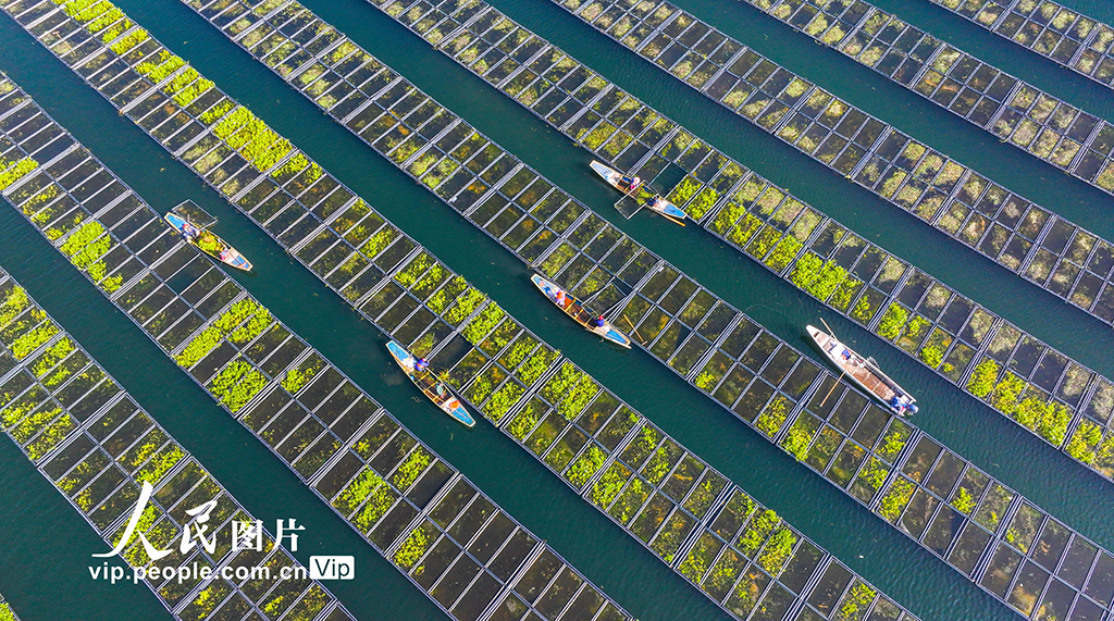 浙江淳安:湖上菜园“整地”忙【7】