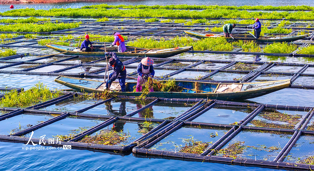 浙江淳安:湖上菜园“整地”忙【8】