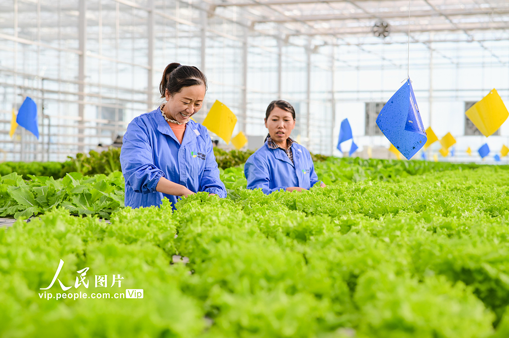 新疆昌吉：智慧农业促发展【3】