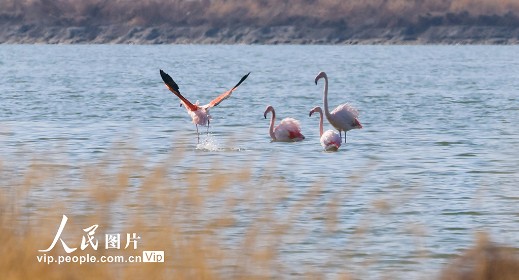 山西运城：火烈鸟飞抵盐湖栖息越冬【3】