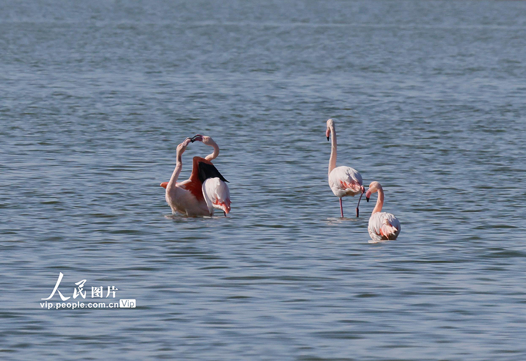 山西运城：火烈鸟飞抵盐湖栖息越冬【4】