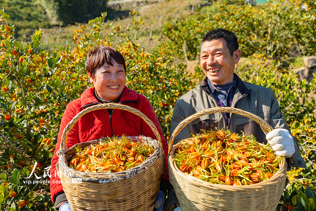 湖北秭归：采摘栀子【5】