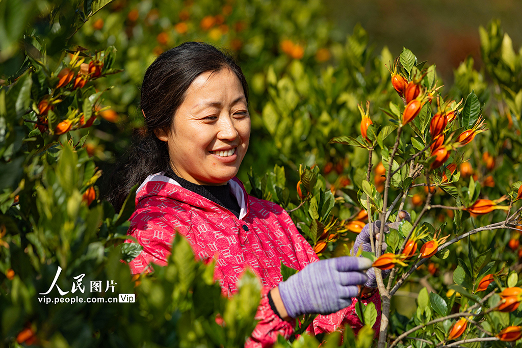 湖北秭归:采摘栀子【2】