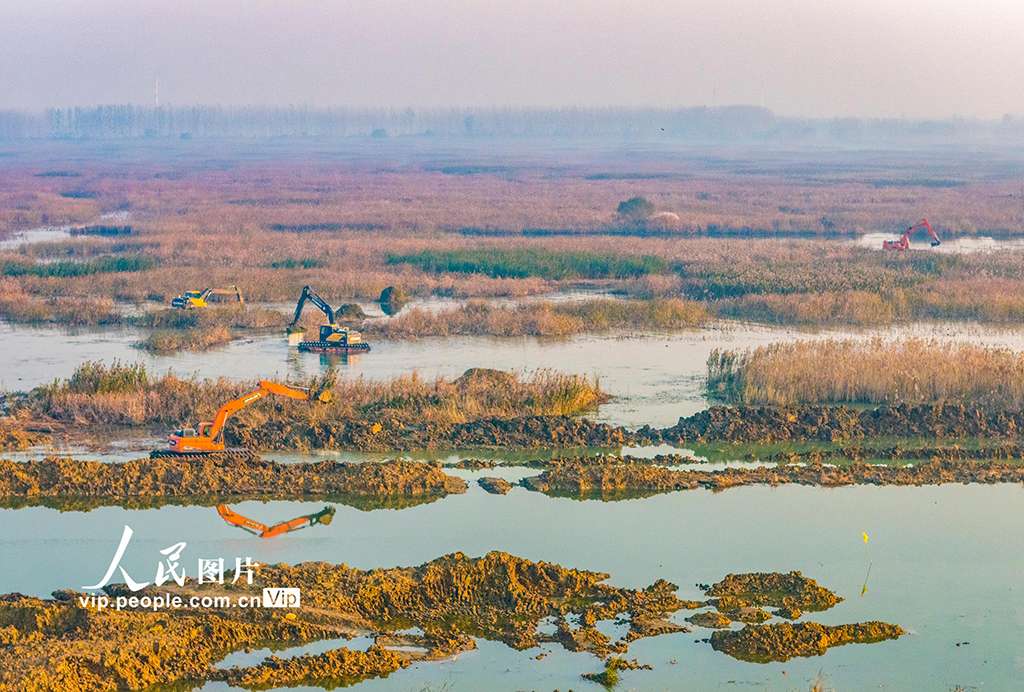 江苏泗洪:修复洪泽湖湿地【2】