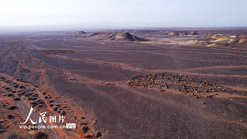 新疆阿勒泰:牧民冬季转场【6】