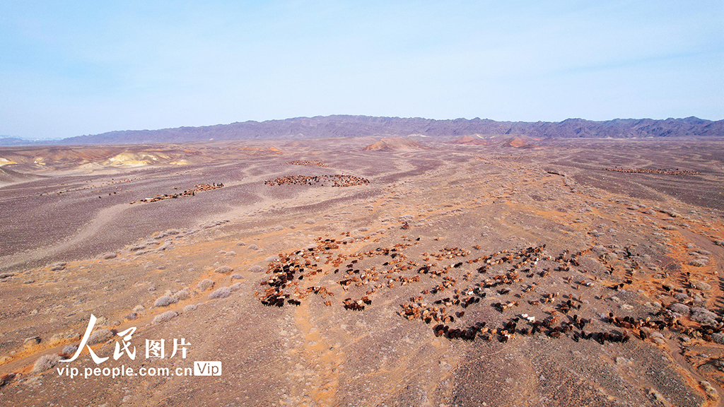 新疆阿勒泰：牧民冬季转场【2】