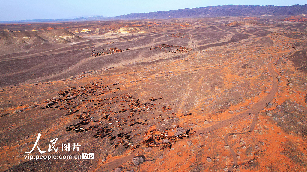 新疆阿勒泰:牧民冬季转场【3】