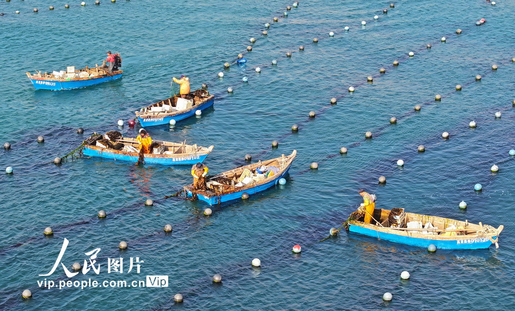 辽宁大连：播种海带苗【2】