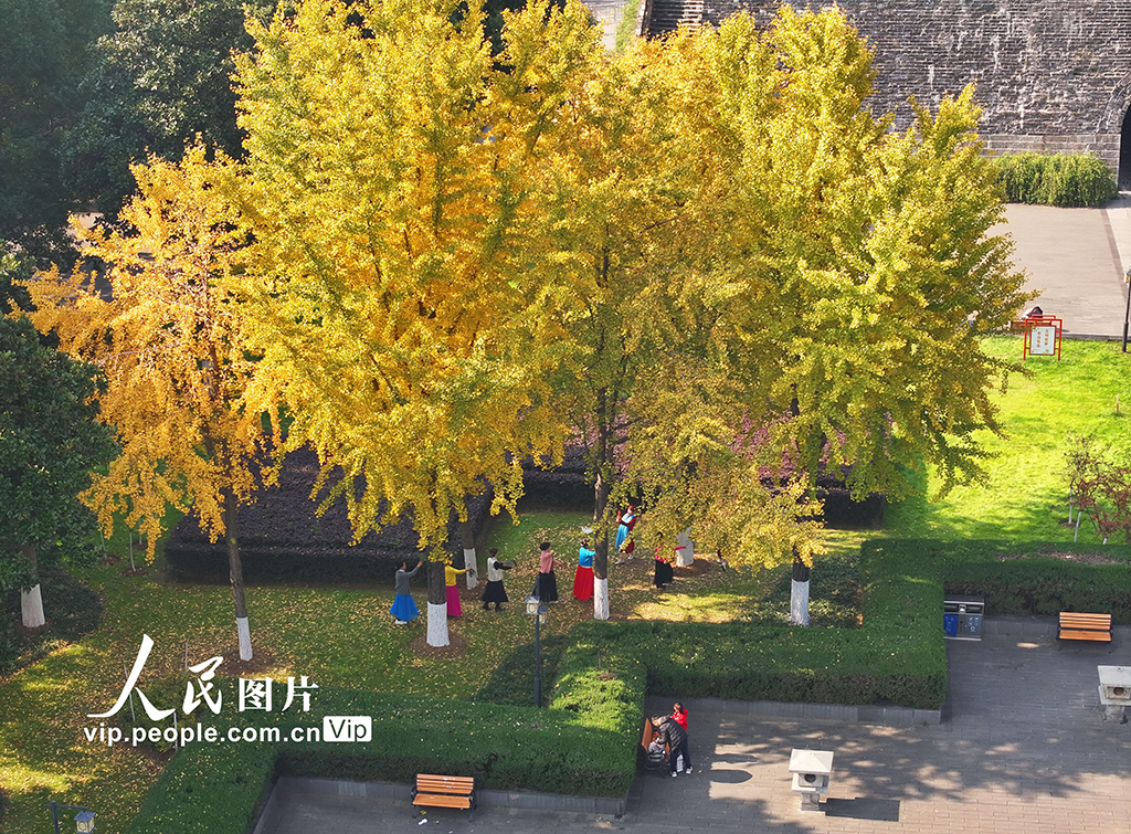 江苏南京：银杏披“金甲”【2】