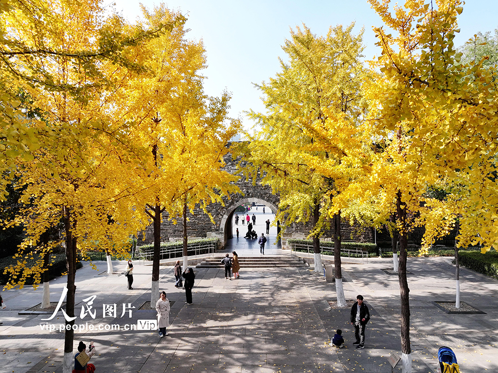 江苏南京：银杏披“金甲”【3】