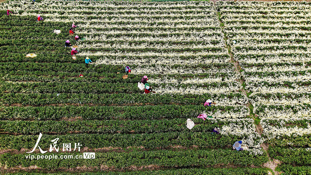 安徽芜湖：采收贡菊【4】