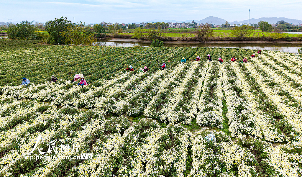 安徽芜湖:采收贡菊【5】