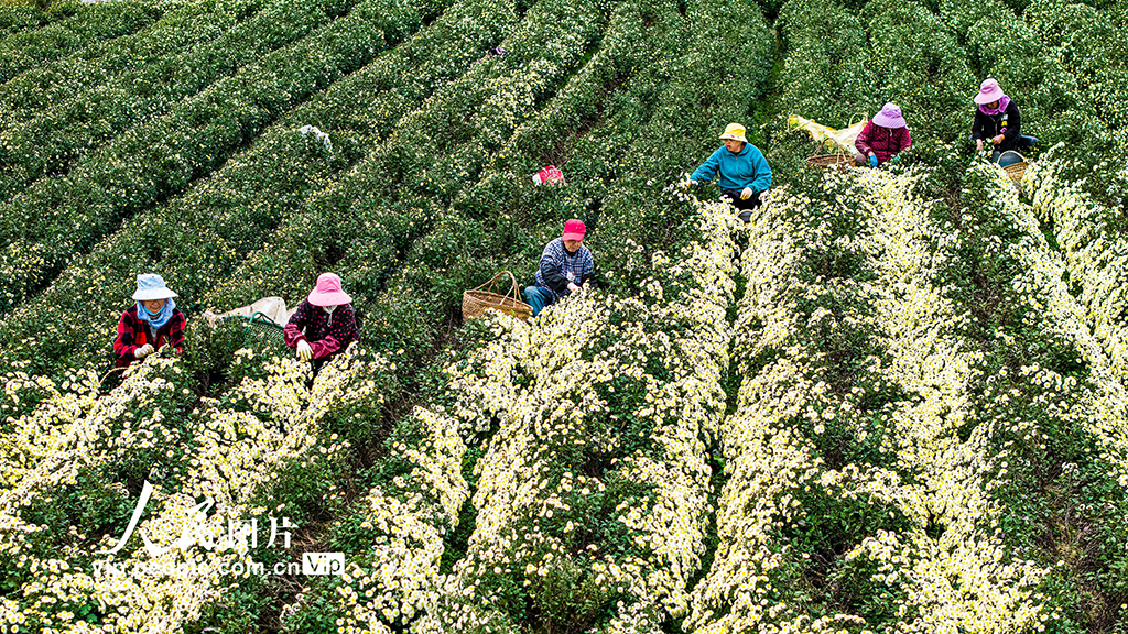 安徽芜湖：采收贡菊【2】