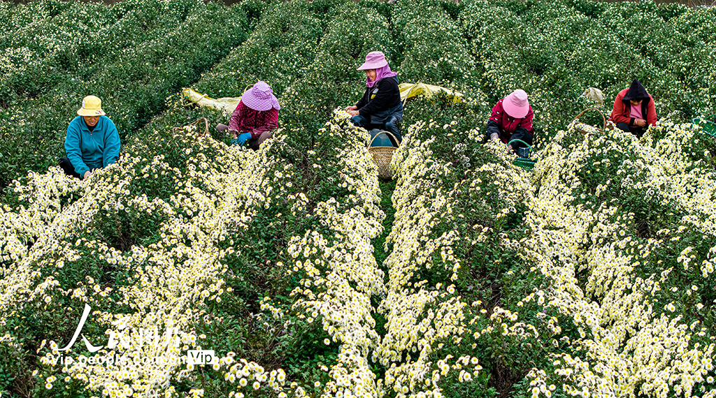 安徽芜湖：采收贡菊【3】