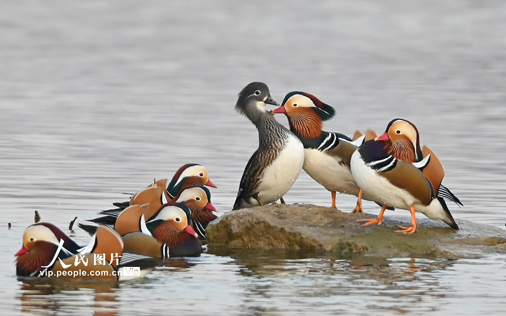 山东青州：鸳鸯戏水【2】