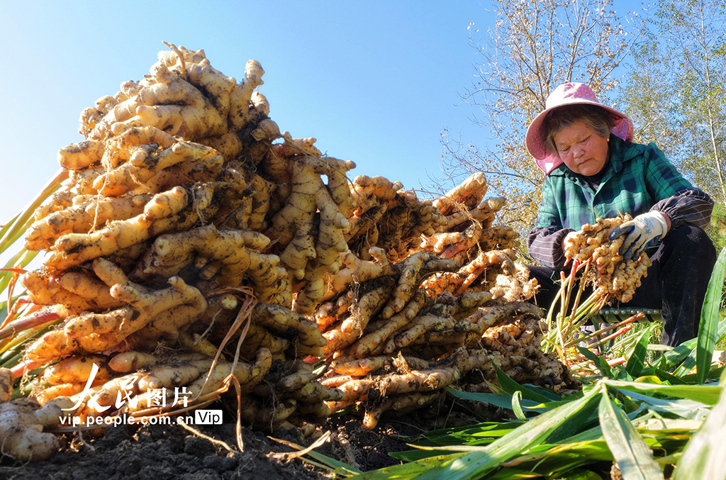 湖南汝城：采收小黄姜【2】