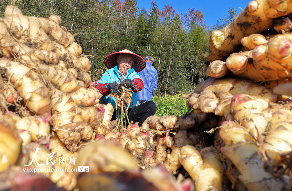 湖南汝城:采收小黄姜【3】