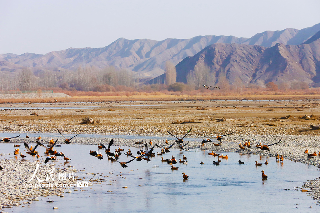 新疆乌什:托什干河湿地冬日生机盎然【3】