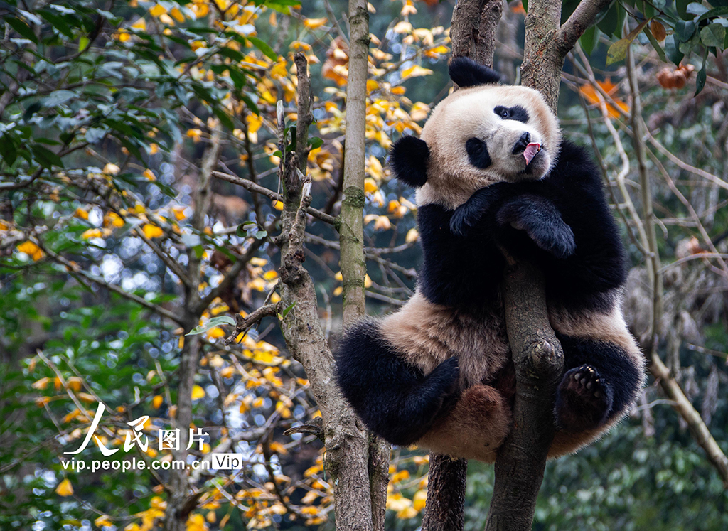 四川雅安：大熊猫萌态十足惹人爱【2】