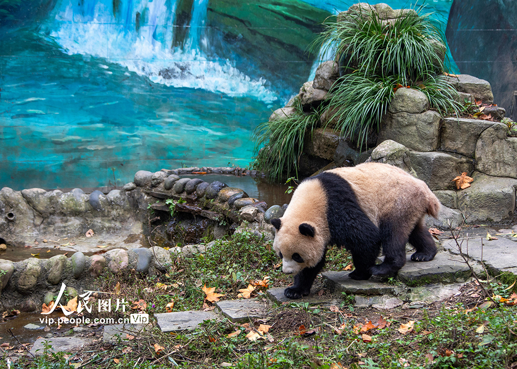 四川雅安：大熊猫萌态十足惹人爱【3】