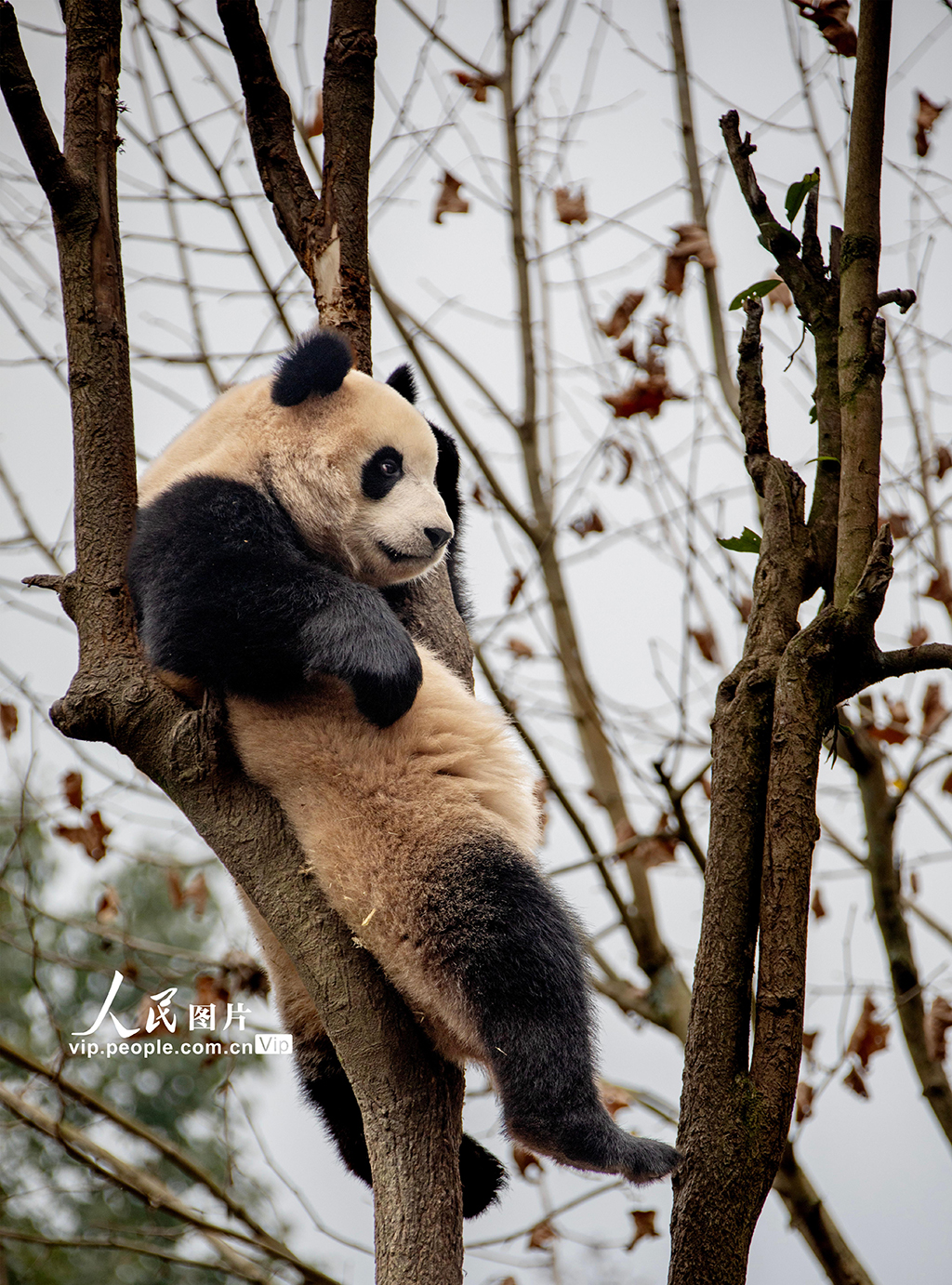 四川雅安：大熊猫萌态十足惹人爱【4】