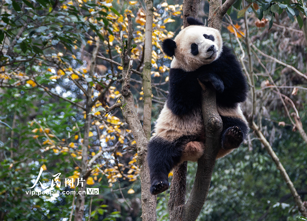 四川雅安：大熊猫萌态十足惹人爱【5】