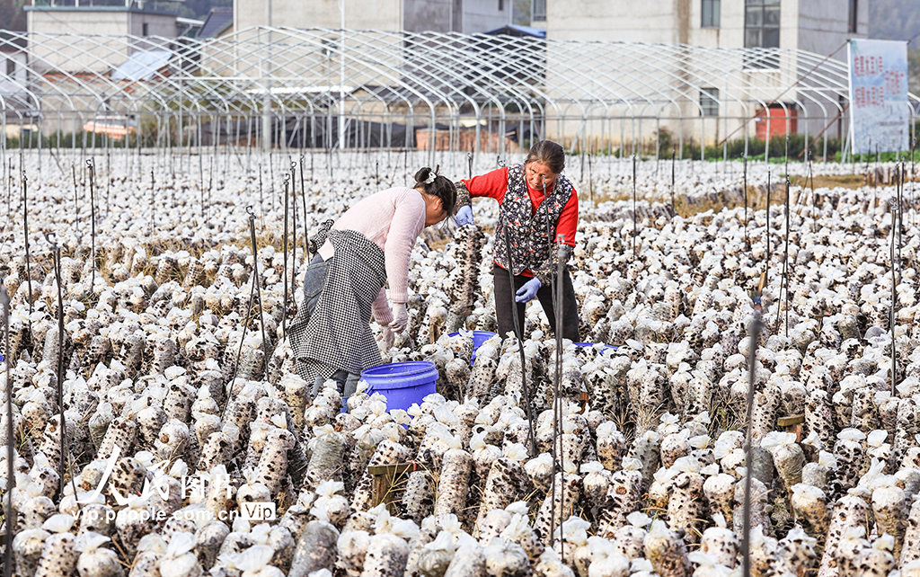 安徽歙县:木耳喜丰收 采收正当时【3】