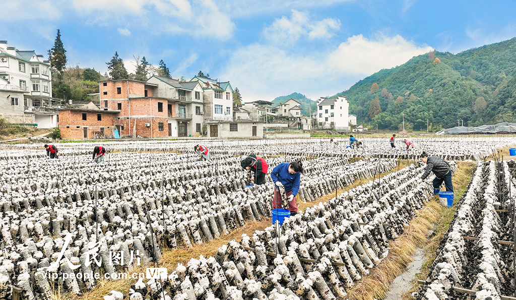 安徽歙县:木耳喜丰收 采收正当时【2】