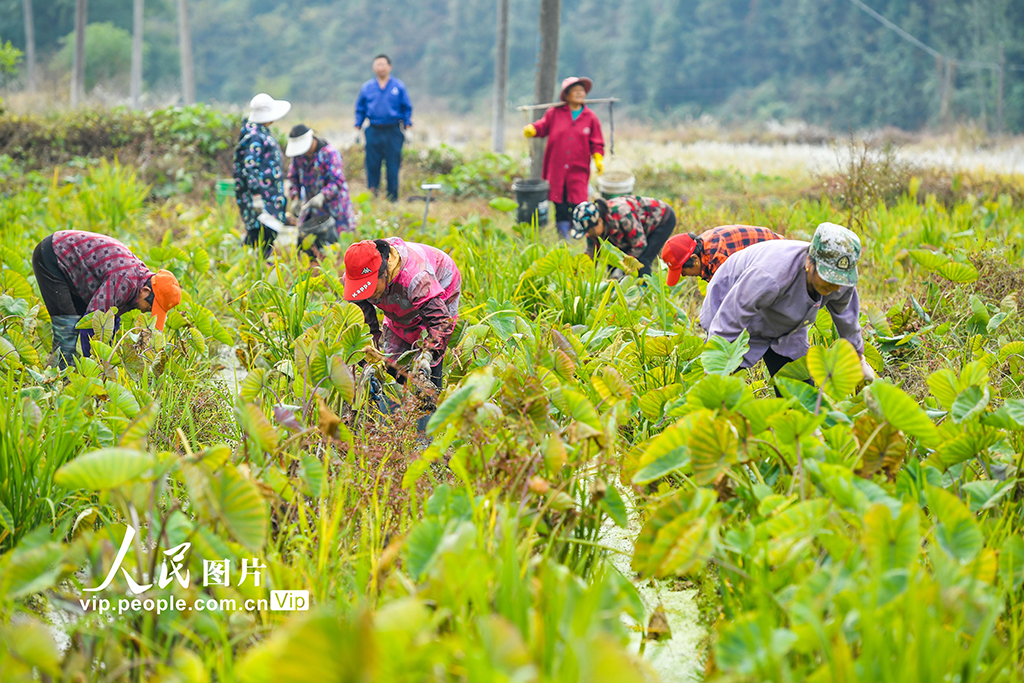 江西宜丰：槟榔芋头采收忙 特色农业促振兴【3】