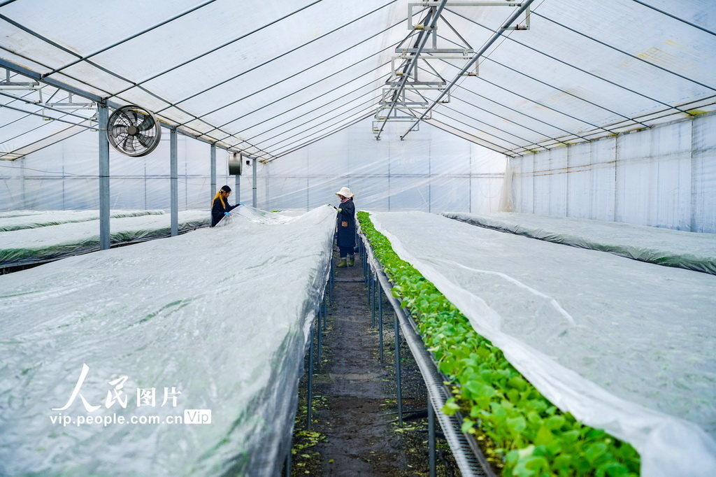 重庆：智慧工厂育苗忙【2】