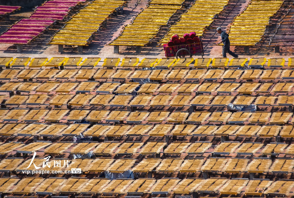 福建永春：冬日晒香【3】