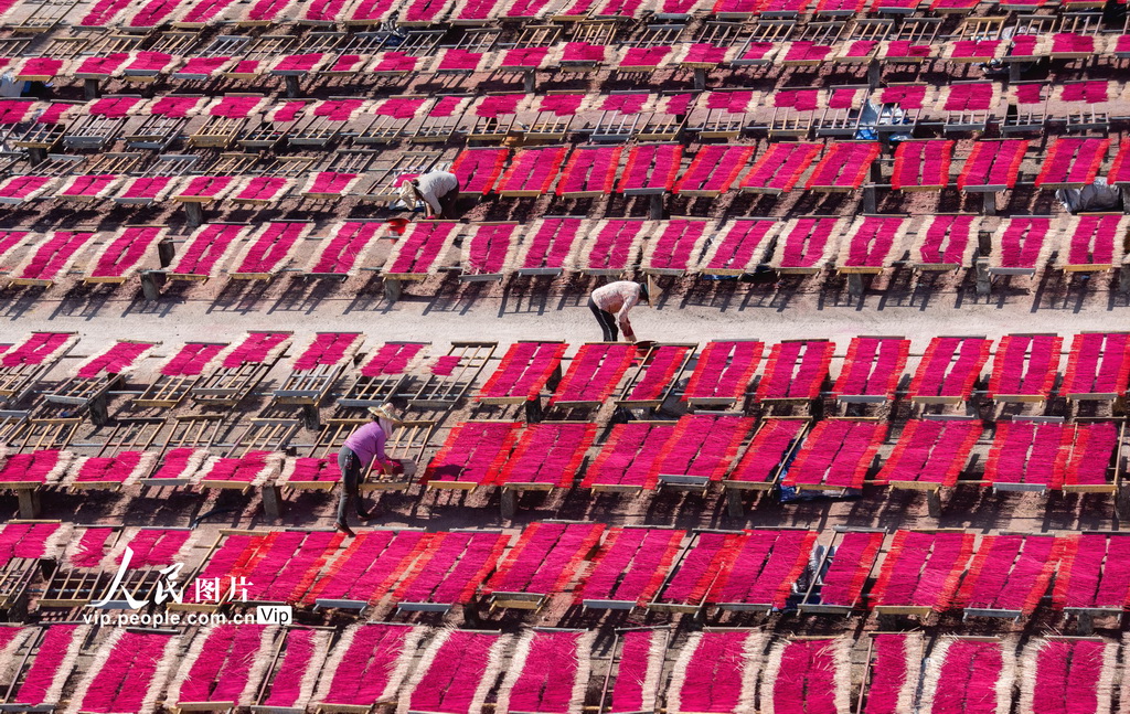 福建永春：冬日晒香【4】