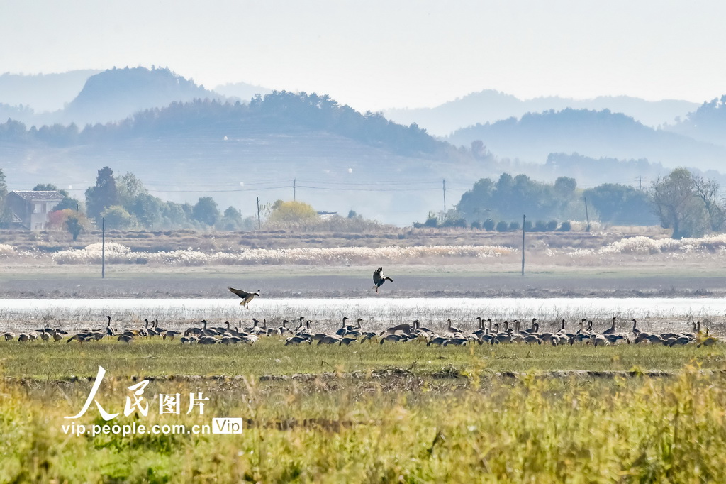 安徽枞阳：候鸟翔集【2】