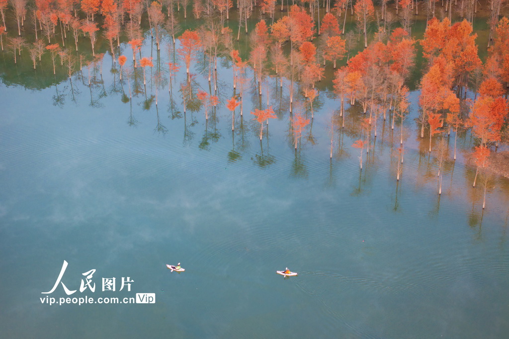 安徽宁国：落羽杉湿地公园晨雾缭绕【2】