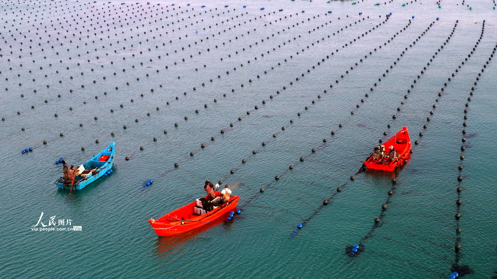 山东荣成：海洋牧场作业忙【7】