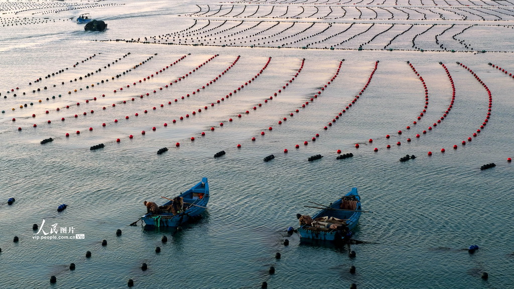 山东荣成：海洋牧场作业忙【3】