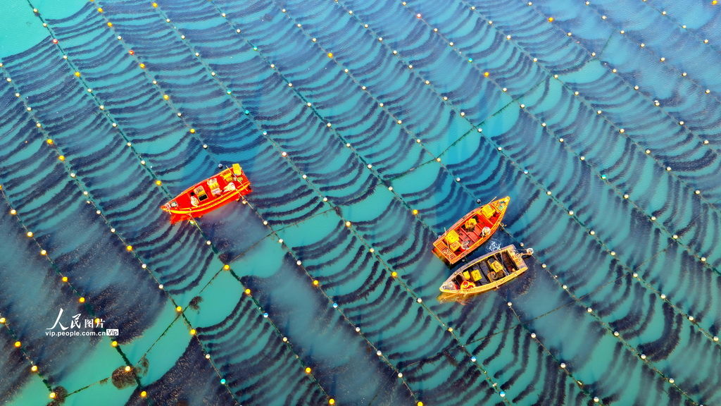 山东荣成：海洋牧场作业忙【2】