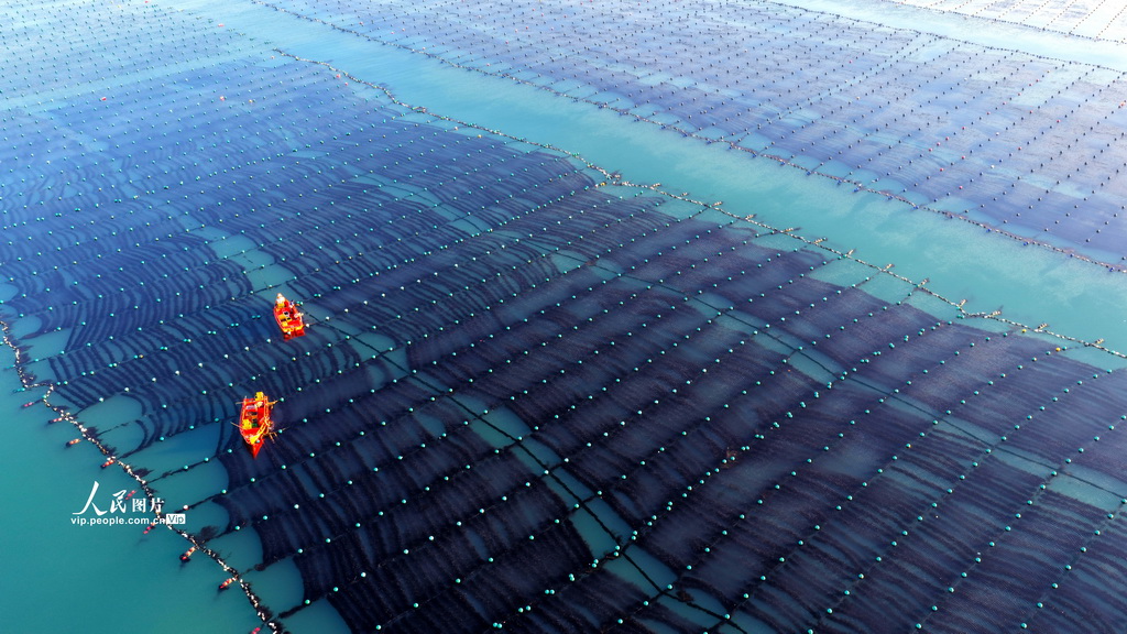 山东荣成：海洋牧场作业忙【5】