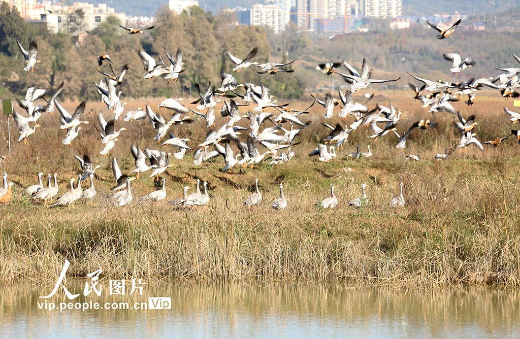 贵州威宁：万鸟云集草海越冬【2】
