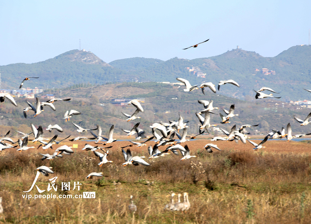 贵州威宁:万鸟云集草海越冬【3】