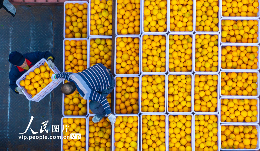 湖北秭归：脐橙丰收【4】