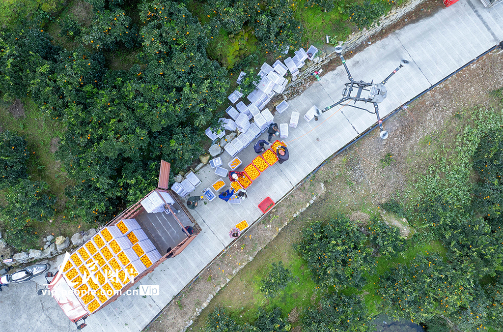 湖北秭归：脐橙丰收【2】