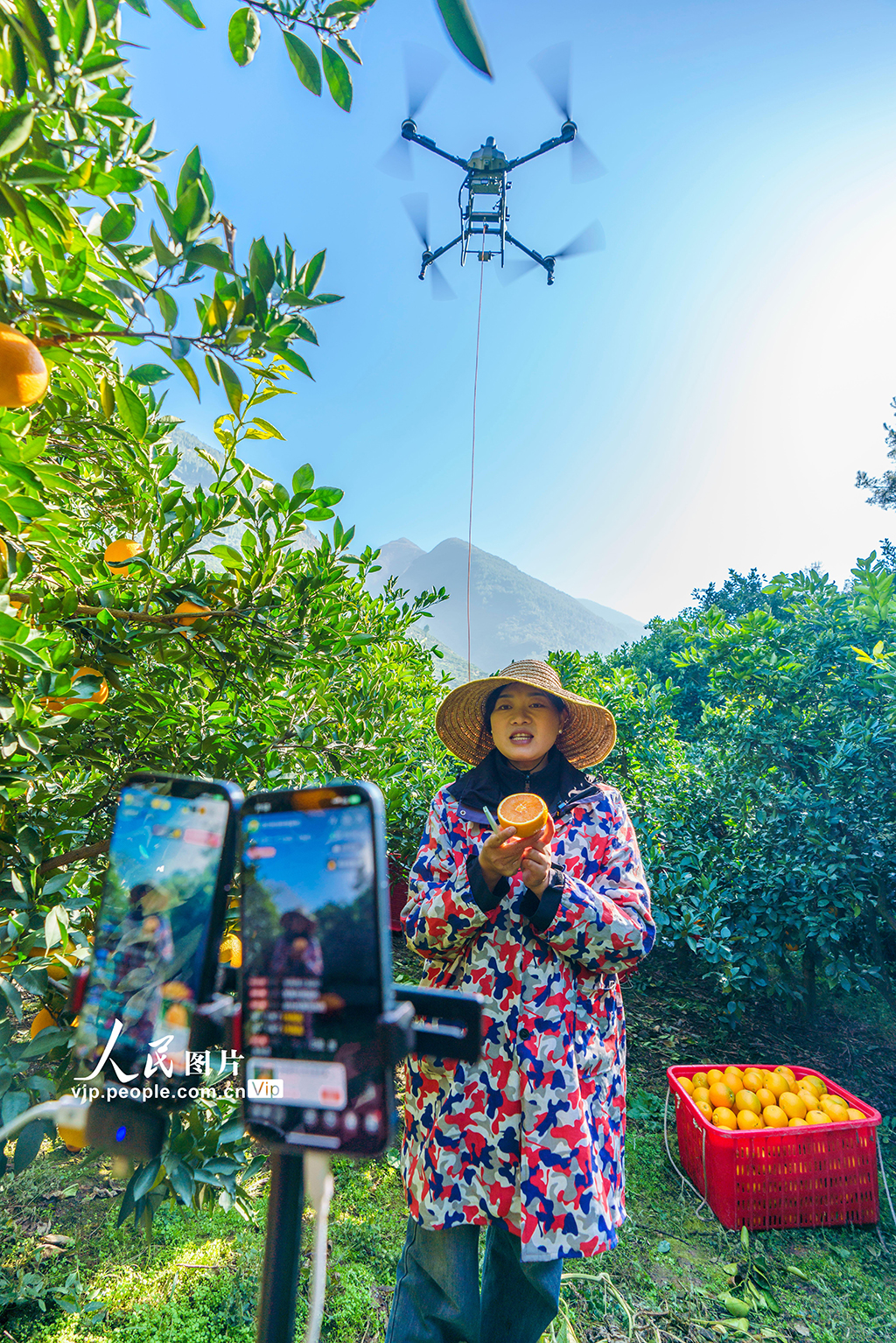 湖北秭归：脐橙丰收【6】