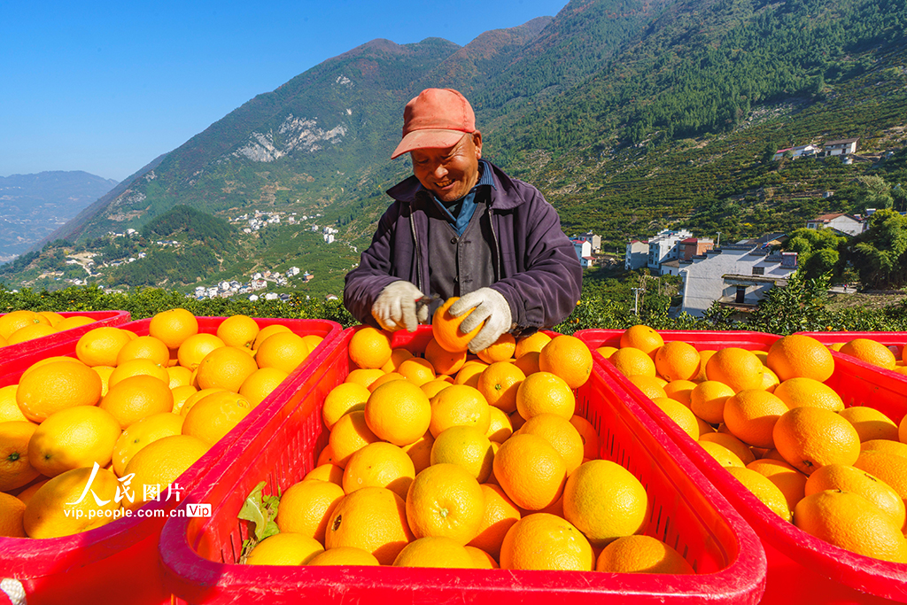 湖北秭归：脐橙丰收【7】