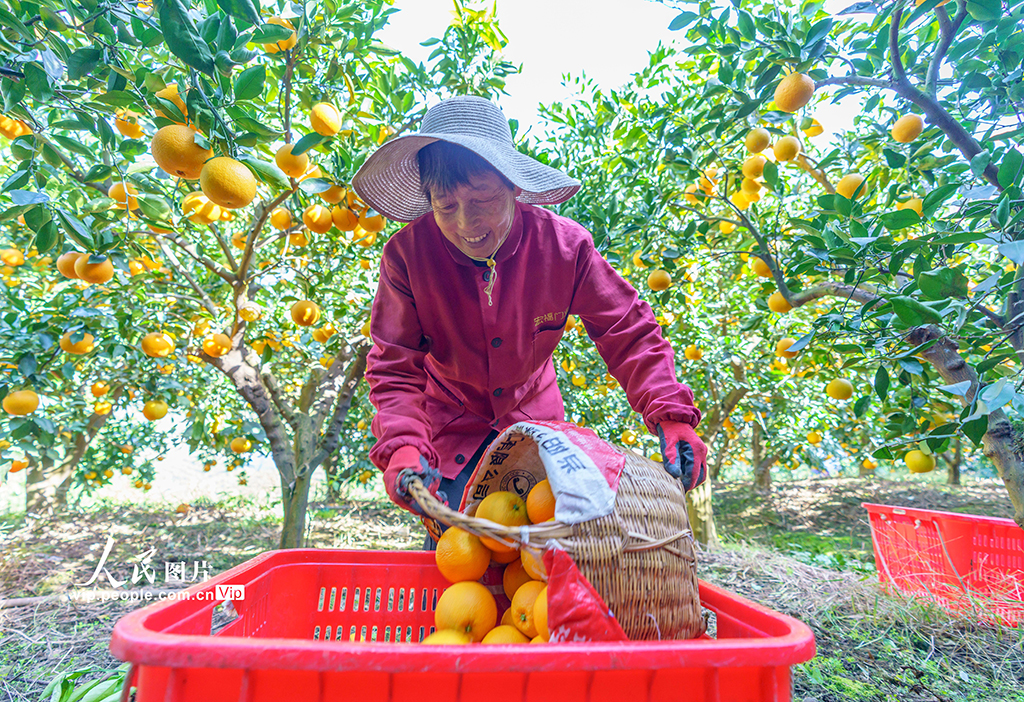 湖北秭归：脐橙丰收【5】
