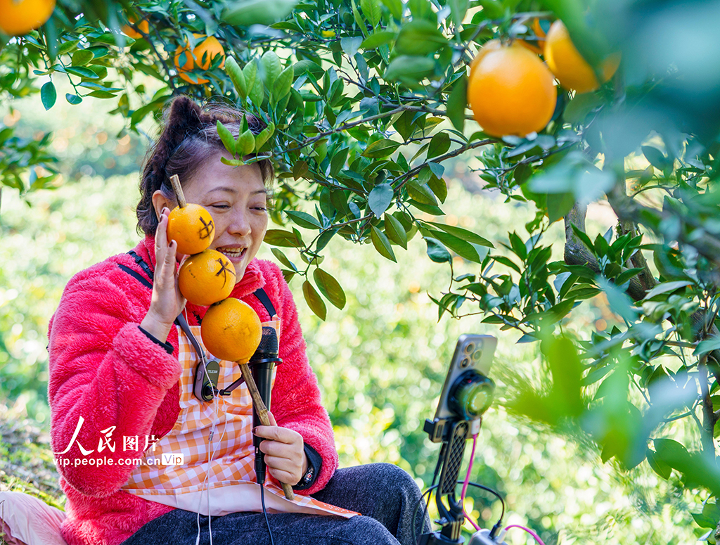 湖北秭归：脐橙丰收【8】