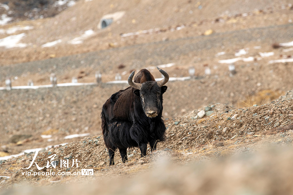 甘肃阿克塞：秘境深处的哈尔腾草原【3】