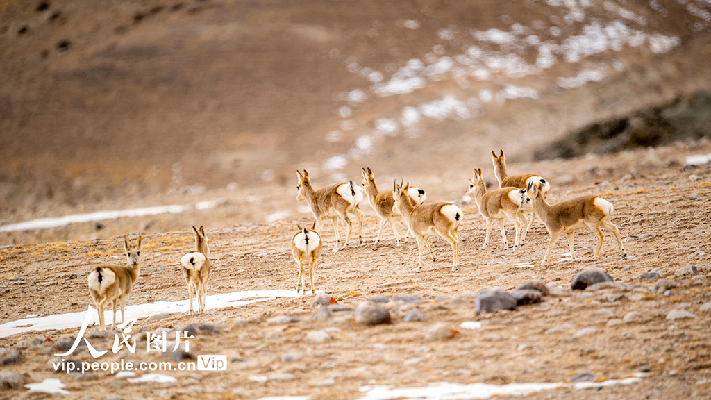甘肃阿克塞：秘境深处的哈尔腾草原【4】